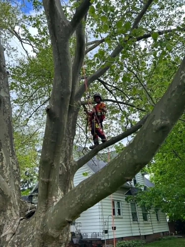 The owner and founder of The Axe Man doing some arborist, tree removal work on a dead tree next to a Michigan field.