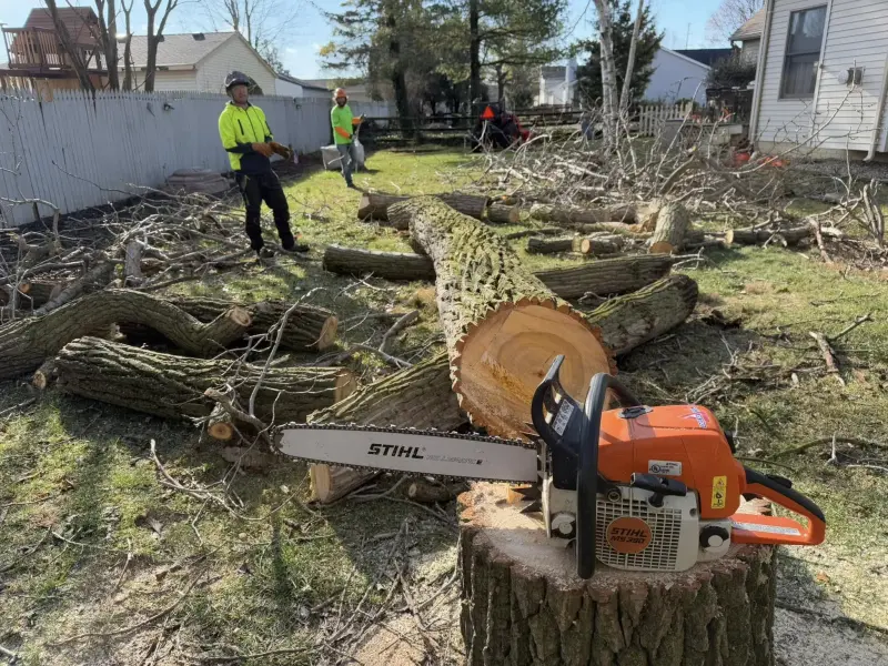 A team of professional arborists stand around a large tree safely taken down from a yard in Monroe, Michigan.
