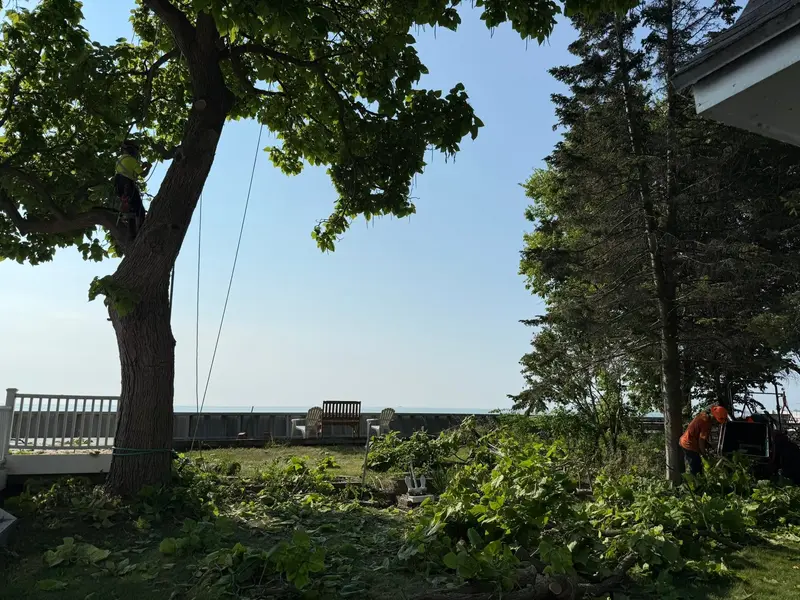 A team of men at work trimming trees and grooming bushes at a Michigan home.