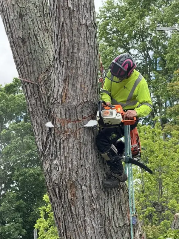 Arborist from The Axe Man, high up a tree with safety lines and chainsaw, removing a large branch.